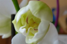 Orchidofolie