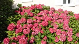 fleurs d'Hortensias déjà fanées