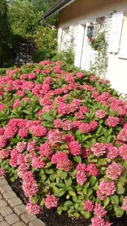 fleurs d'Hortensias déjà fanées