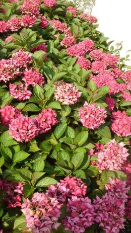 fleurs d'Hortensias déjà fanées