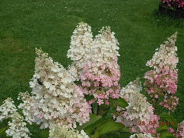 fleurs d'Hortensias déjà fanées