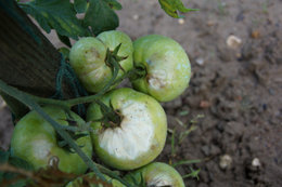 tomates avec auréoles blanchatres