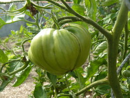 un jardinier geek du potager