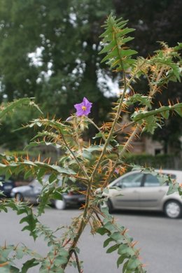 quelle est cette plante ?