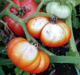 tomates avec auréoles blanchatres