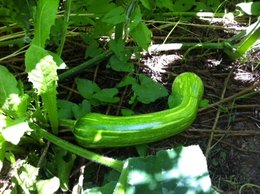 Variété de cette courgette ?