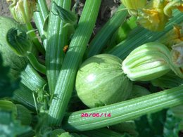 Variété de cette courgette ?