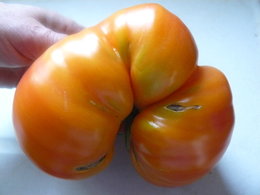 Tomates... tomates ....