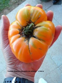 Tomates... tomates ....