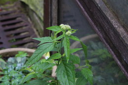 plantes inconnues dans mon jardin