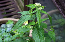 plantes inconnues dans mon jardin