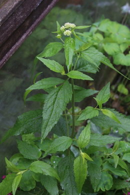 plantes inconnues dans mon jardin