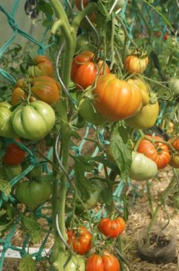 Tomates... tomates ....