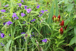 Tradescantia x andersoniana - Ephémère de Virginie