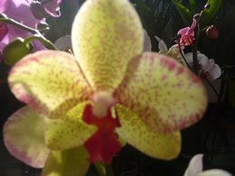 Dendrobium (phalaenopsis) - Orchidée