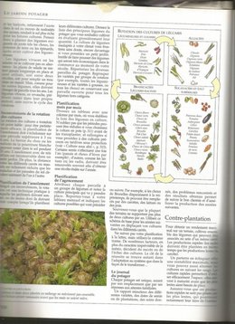 recherche explication entre nom de légume et variété cuisine/potager