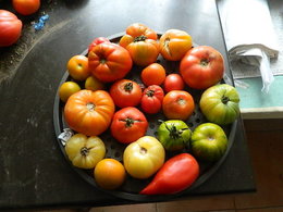 Mes Tomates en Picardie