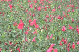 Identifications de plantes fleuries