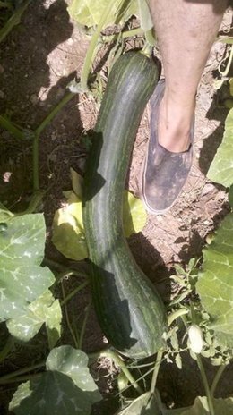 Variété de cette courgette ?