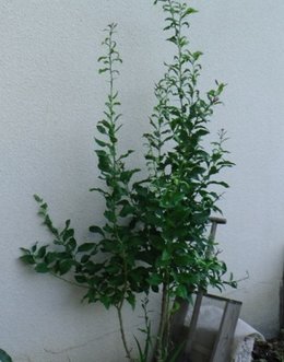 Feuilles de cirtonnier fanées