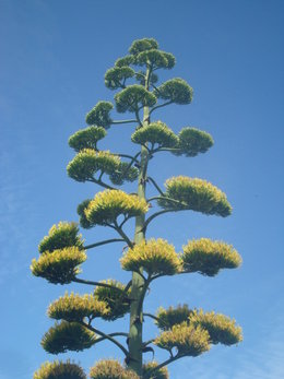 agave en fleur