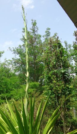 agave en fleur