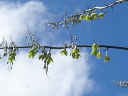 agave en fleur