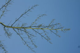 agave en fleur