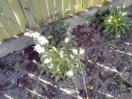 Identifications de plantes fleuries