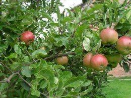 Allez-vous planter un arbre fruitier cet automne ?