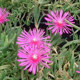 delosperma..