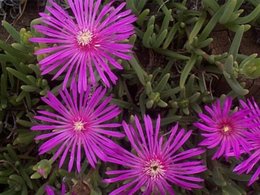 delosperma..