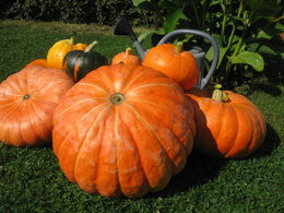 Fin d'été, surélever les courges