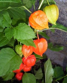 Des physalis dans votre jardin ?