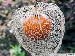 Des physalis dans votre jardin ?