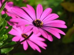 Boutures d'Osteospermums