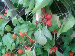 Des physalis dans votre jardin ?