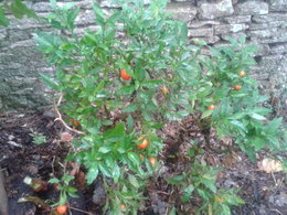 Des physalis dans votre jardin ?