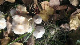 Automne : champignons de mon jardin