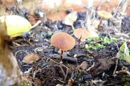 Champignons du jardin