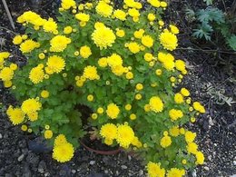 Chrysantheme des jardins - Marguerite des jardins