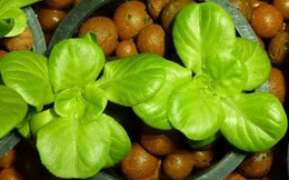 L'aquaponie ou comment les poissons font pousser des salades