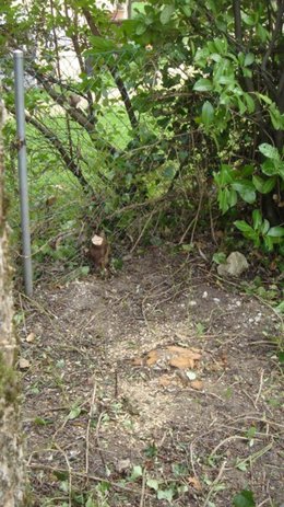 Détruire la souche d'un arbre