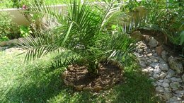 Replanter un palmier en pot