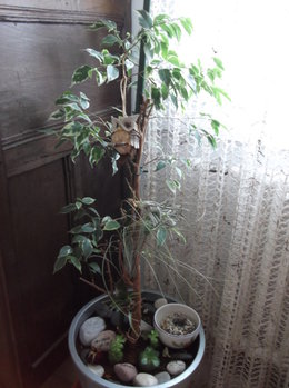 Mon Ficus Benjamina est tacheté !