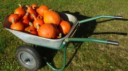 Potiron - Cucurbita maxima - Courge