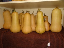 Potiron - Cucurbita maxima - Courge