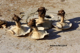 Qui peu me dire le non de c'est champignons