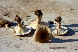 Qui peu me dire le non de c'est champignons