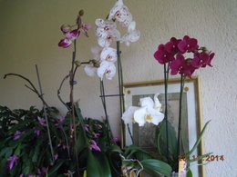 phalaenopsis